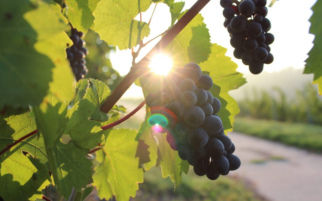 SOMO Hosts North Coast Wine Challenge